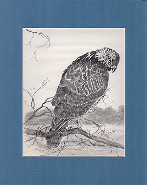 Antique Drawing-EAGLE-BIRD OF PREY-Reims-ca. 1960