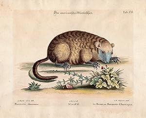 Bild des Verkufers fr Antique Print-MARMOTA MONAX-AMERICANUS-MARMOT-Edwards-Seligmann-1749-1776 zum Verkauf von Pictura Prints, Art & Books