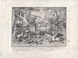 Antique Master Print-BIRDS-CRANE-SWAN-TURKEY-PEACOCK-PARROT-van der Meulen-1707