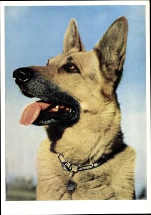 Ansichtskarte / Postkarte Hundeportrait, Schäferhund, Halsband