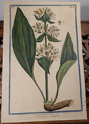 Bild des Verkufers fr Gentiana major lutea. T. 80. Ital. Genziana. - Gall. Gentiane." -- Gemeint und dargestellt ist der Gelbe Enzian (Gentiana lutea). -- Aus dem Werk "Hortus Romanus: Juxta Systema Tournefortianum Paulo Strictius Distributus" von Giorgio Bonelli (1724-1782), Band 1, Tafel 13. Gestochen wohl von Magdalena Bouchard nach einer Vorlage von Cesare Ubertini. zum Verkauf von Antiquariat Thomas Mertens