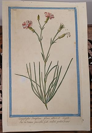 Seller image for Caryophyllus Semipleno flore albo et vegeto. Ital. La Diana piccola. Gall. Oeillet. Petite Diane." -- Dargestellt ist die Landnelke oder Edel-Nelke (Dianthus caryophyllus), in kultivierter Form meist Gartennelke oder kurz Nelke genannt. -- Aus dem Werk "Hortus Romanus: Juxta Systema Tournefortianum Paulo Strictius Distributus" von Giorgio Bonelli (1724-1782), Band 6, Tafel 24. for sale by Antiquariat Thomas Mertens