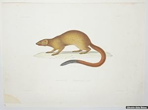 Bild des Verkufers fr Mangouste grle. Herpestes gracilis : gravure zum Verkauf von Librairie Alain Brieux