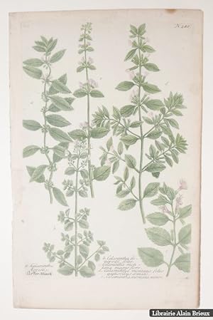 Seller image for Calamintha Agrestis [.] Calamintha dinopodii folio [.] Calamintha montana magno flore [.] Calamintha montana foliis [.] Calamintha montana minor : gravure for sale by Librairie Alain Brieux