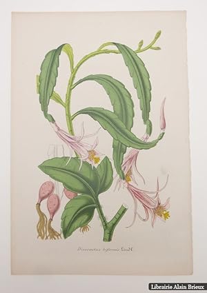 Bild des Verkufers fr Disocactus biformis Lindl. : lithographie zum Verkauf von Librairie Alain Brieux