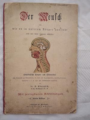 Der Mensch oder wie es im Körper aussieht und wie seine Organe arbeiten.