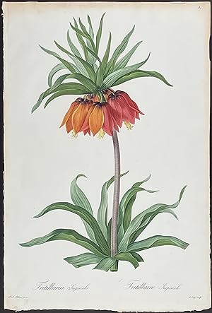 Crown Imperial Lily - Fritillaria Imperialis