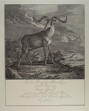 In dem Herzogthum Würtemberg wurde Anno 1736 Diser Hirsch auf der so genanten Schlauch Wisen Stre...