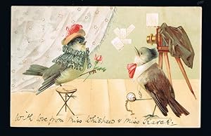 Anthropomorphic Birds Photographer Postcard