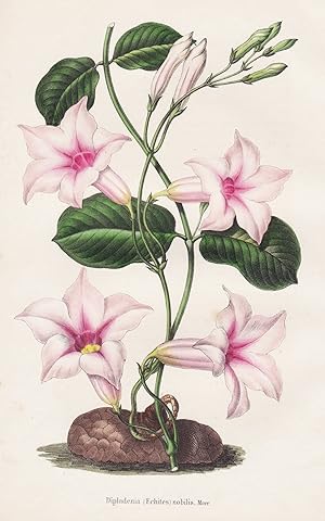 Image du vendeur pour Dipladenia (Echites) nobilis." - St. Catherines Island America flower flowers Blumen botanical Botanik Botany mis en vente par Antiquariat Steffen Vlkel GmbH