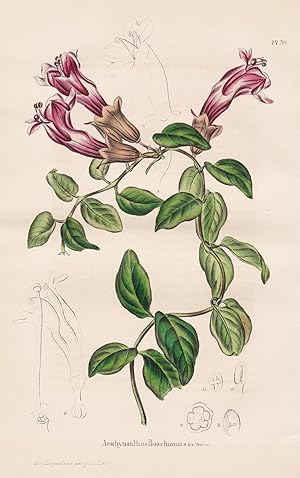 Image du vendeur pour Aeschinanthus Boschianus" - Java Sumatra Nepal India flower flowers Blumen botanical Botanik Botany mis en vente par Antiquariat Steffen Vlkel GmbH