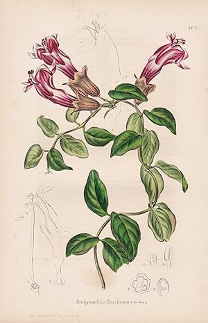 Image du vendeur pour Aeschinanthus Boschianus" - Java Sumatra Nepal India flower flowers Blumen botanical Botanik Botany mis en vente par Antiquariat Steffen Vlkel GmbH