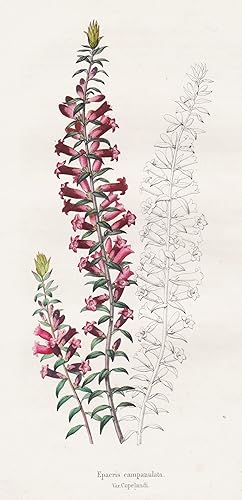 Image du vendeur pour Epacris campanulata" - Australasia flower flowers Blumen botanical Botanik Botany mis en vente par Antiquariat Steffen Vlkel GmbH