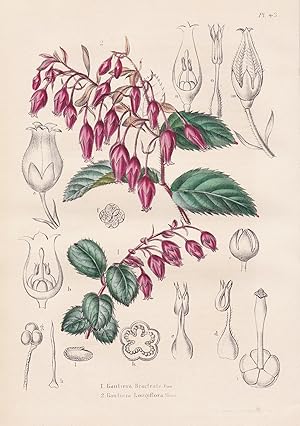 Image du vendeur pour Gautiera Bracteata. Gautiera Longiflora" - Mexico Mexiko Blumen botanical Botanik Botany mis en vente par Antiquariat Steffen Vlkel GmbH