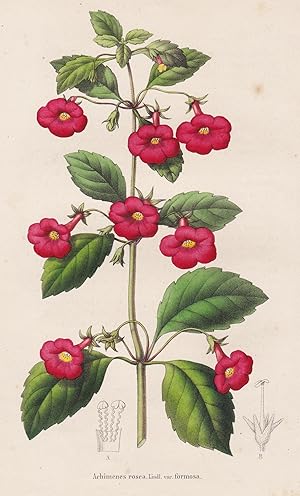 Image du vendeur pour Achimenes Rosea." - Schiefteller widow's tears Jamaica flower flowers Blumen botanical Botanik Botany mis en vente par Antiquariat Steffen Vlkel GmbH