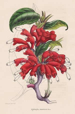 Image du vendeur pour Agalmyla staminea." - Java Indonesia Blumen botanical Botanik Botany mis en vente par Antiquariat Steffen Vlkel GmbH