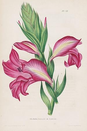 Image du vendeur pour Glaudiolus, triomphe de Louvain" - Gladiolen Gladiolus flower flowers Blumen botanical Botanik Botany mis en vente par Antiquariat Steffen Vlkel GmbH