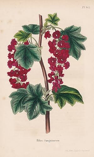 Image du vendeur pour Ribes Sanguineum." - Johannisbeeren Ribes Blumen botanical Botanik Botany mis en vente par Antiquariat Steffen Vlkel GmbH