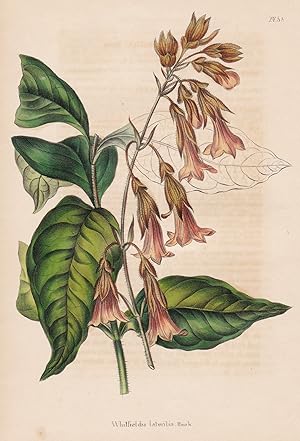 Image du vendeur pour Whitfeldia lateritia." - Sierra Leone flower flowers Blumen botanical Botanik Botany mis en vente par Antiquariat Steffen Vlkel GmbH