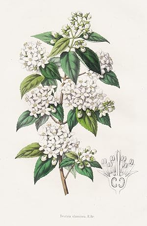 Image du vendeur pour Deutzia slaminea." - India Japan Blumen botanical Botanik Botany mis en vente par Antiquariat Steffen Vlkel GmbH