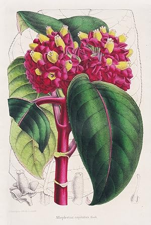 Image du vendeur pour Alloplectus Capitatus" - America tropics flower Blume Blumen botanical Botanik Botany mis en vente par Antiquariat Steffen Vlkel GmbH