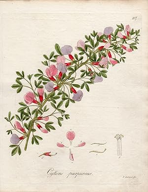 Bild des Verkufers fr Antique Print-CHAMAECYTISUS-CYTISUS PURPUREUS-Guimpel-1803 zum Verkauf von Pictura Prints, Art & Books