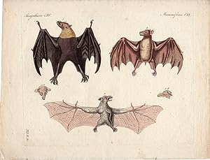 Antique Print-BATS-BAT SPECIES-Schmuzer-Bertuch-1790