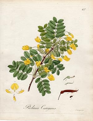 Bild des Verkufers fr Antique Print-SIBERIAN PEA TREE-ROBINIA CARAGANA-Guimpel-1803 zum Verkauf von Pictura Prints, Art & Books