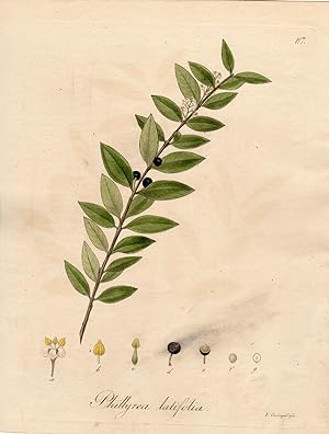 Bild des Verkufers fr Antique Print-GREEN OLIVE TREE-PHIIYREA LATIFOLIA-Guimpel-1803 zum Verkauf von Pictura Prints, Art & Books