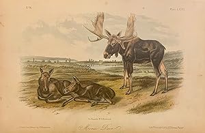 Moose Deer [Plate 76]
