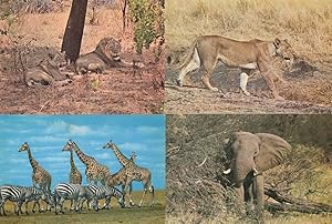 Lions Luangwa Valley National Park Nairobi 4x African Postcard s