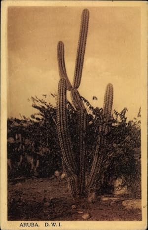 Bild des Verkufers fr Ansichtskarte / Postkarte Aruba Niederlndische Antillen, Kaktus, Kakteen zum Verkauf von akpool GmbH