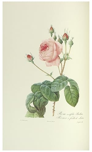 Seller image for Les Roses for sale by Antiquariaat de Roo