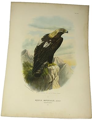 Original-Farblithografie Aquila Imperialis, Bechst. Kaiseradler. Alt.,