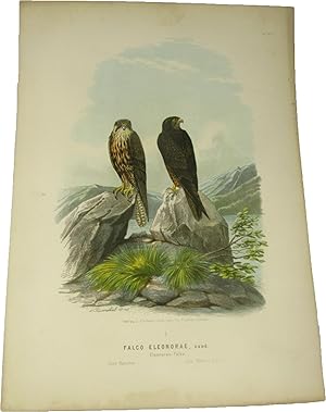 Original-Farblithografie Falco Eleonorae, Gene. Eleonoren-Falke.,