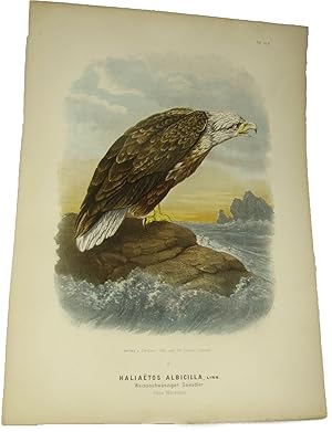 Original-Farblithografie Haliaetos Albicilla, Linn. Weissschwänziger Seeadler.,