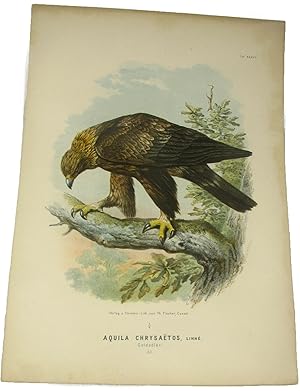 Original-Farblithografie Aquila Chrysaetos, Linne. Goldadler.,