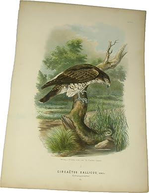 Original-Farblithografie Circaetos Gallicus, Gmel. Schlangenadler.,