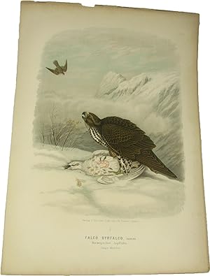 Original-Farblithografie Falco Gyrfalco, Schleg. Norwegischer Jagdfalke. Junges Weibchen.,