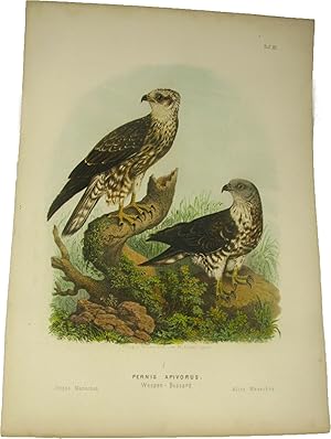 Original-Farblithografie Pernis Apivorus. Wespen-Bussard.,