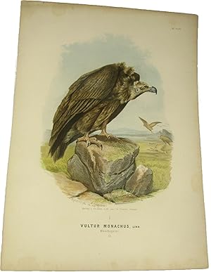 Original-Farblithografie Vultur Monachus, Linn. Mönchsgeier.,