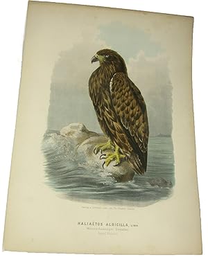 Bild des Verkufers fr Original-Farblithografie Haliaetos Albicilla, Linn. Weissschwnziger Seeadler. Junges Weibchen., zum Verkauf von Versandantiquariat Hbald