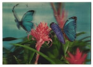 Imagen del vendedor de 3D-Ansichtskarte Schmetterlinge nebst Blten a la venta por Bartko-Reher