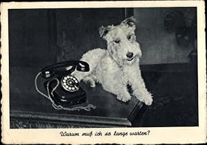Bild des Verkufers fr Ansichtskarte / Postkarte Warum muss ich so lange warten, Terrier, Telefon zum Verkauf von akpool GmbH