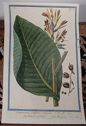 Seller image for Cannacorus latifolius vulgaris. I.R.H. 361. Ital. Canna d India. Gall. Balisier." -- Dargestellt ist das Indische Blumenrohr (Canna indica), auch Essbare Canna, Achira oder Kapacho, Australische Pfeilwurz genannt. -- Aus dem Werk "Hortus Romanus: Juxta Systema Tournefortianum Paulo Strictius Distributus" von Giorgio Bonelli (1724-1782), Band 6, Tafel 79. for sale by Antiquariat Thomas Mertens