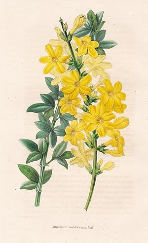 Image du vendeur pour Jasminum nudiflorum" - flower Blume Blumen botanical Botanik Botany mis en vente par Antiquariat Steffen Vlkel GmbH