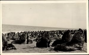 Bild des Verkufers fr Ansichtskarte / Postkarte Patagonien Argentinien, Seehunde, Robben zum Verkauf von akpool GmbH