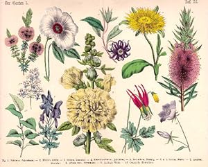 10 Darstellungen von Blumen auf einem Blatt (1. Melaleuca, Cajaputbaum. 2. Hibiscus, Eibisch. 3. ...