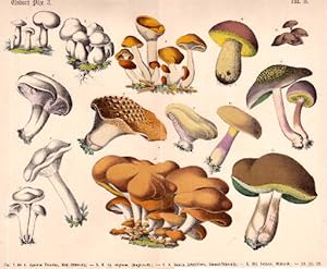 14 Darstellungen auf einem Blatt. (1.-4. Agaricus prunulus, Mehl-Blätterpilz; 5-6. Agaricus virgi...