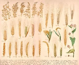 31 Darstellungen von Getreide-Ähren auf einem Blatt. Kolorierte Lithographie mit Farbdruck.